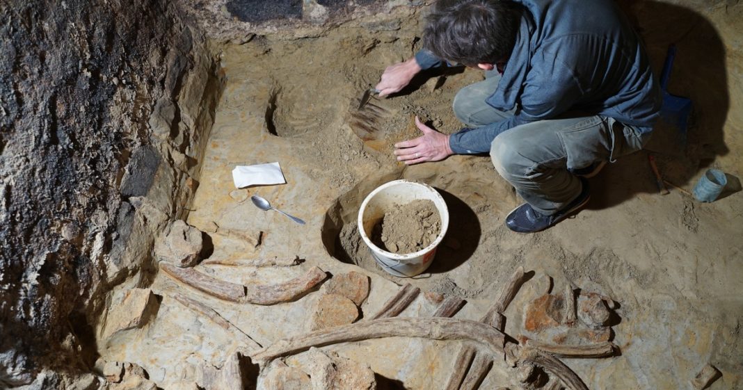 A vintage find: Man discovers mammoth bones in wine cellar 