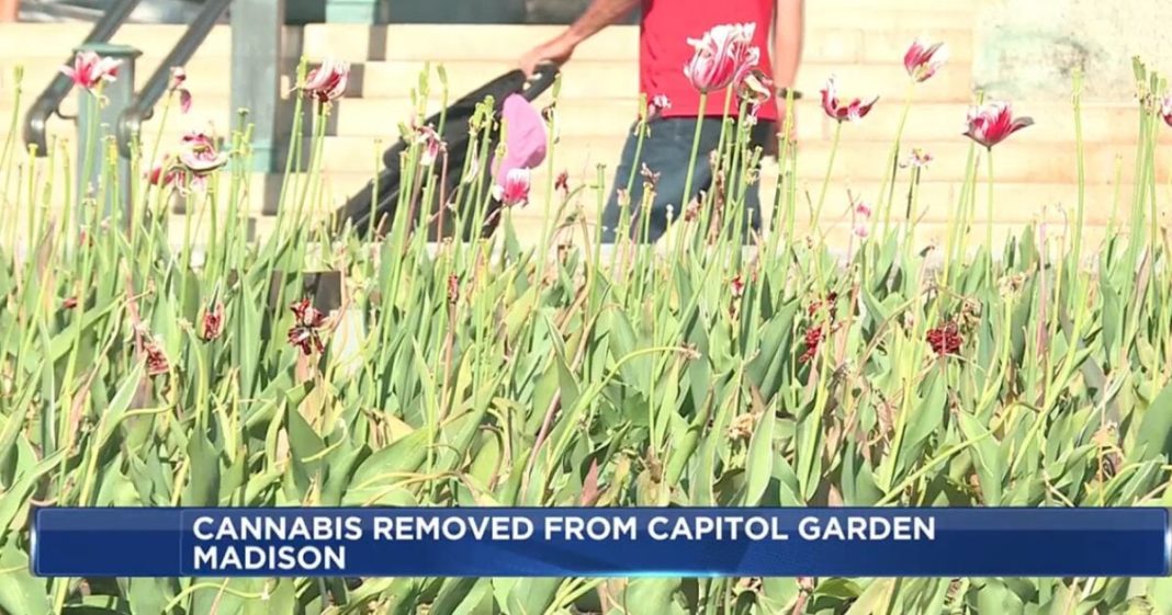 Dozens of Marijuana Plants Removed from Wisconsin Capitol Tulip Garden | The Gateway Pundit | by Cassandra MacDonald