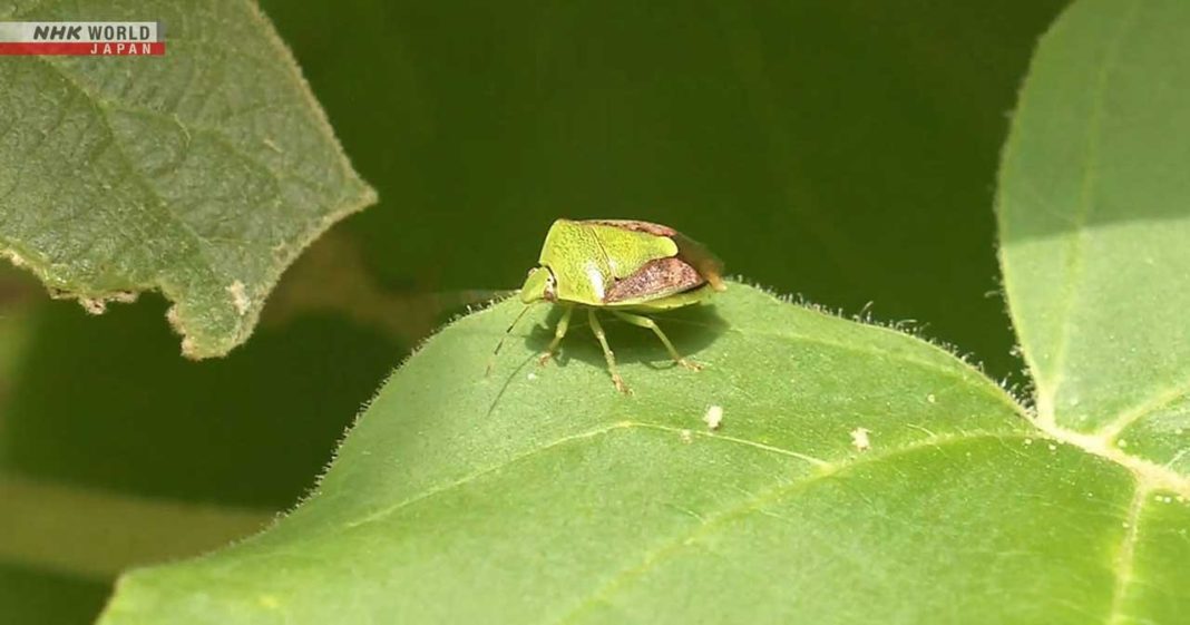 Japan's farmers struggle with outbreak of stink bugs | NHK WORLD-JAPAN News