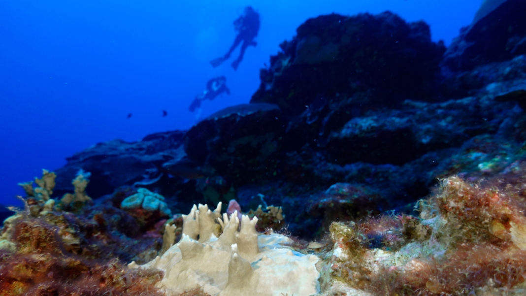 Ocean temperatures surge, threatening worst coral bleaching event in history, scientists say