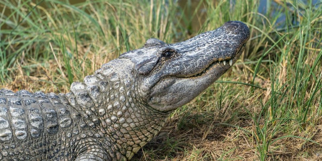 Texas police find the remains of a missing elderly woman in the jaws of an alligator | Blaze Media