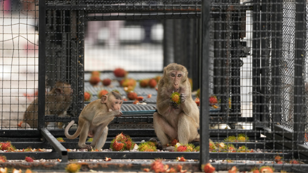 Thai town overrun by wild monkeys launches capture and relocation operation