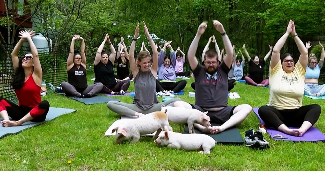 Three little piggies at a yoga class = maximum happiness