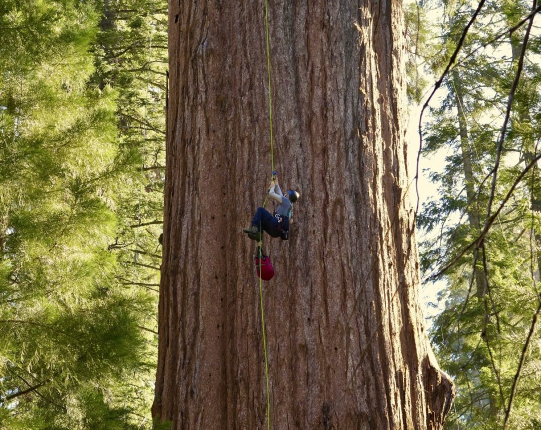 World’s largest tree ‘General Sherman’ scaled for first time for health check