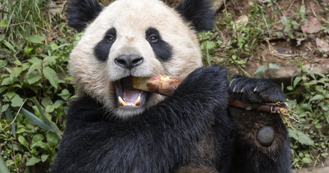 2 giant pandas arrive at San Diego Zoo from China