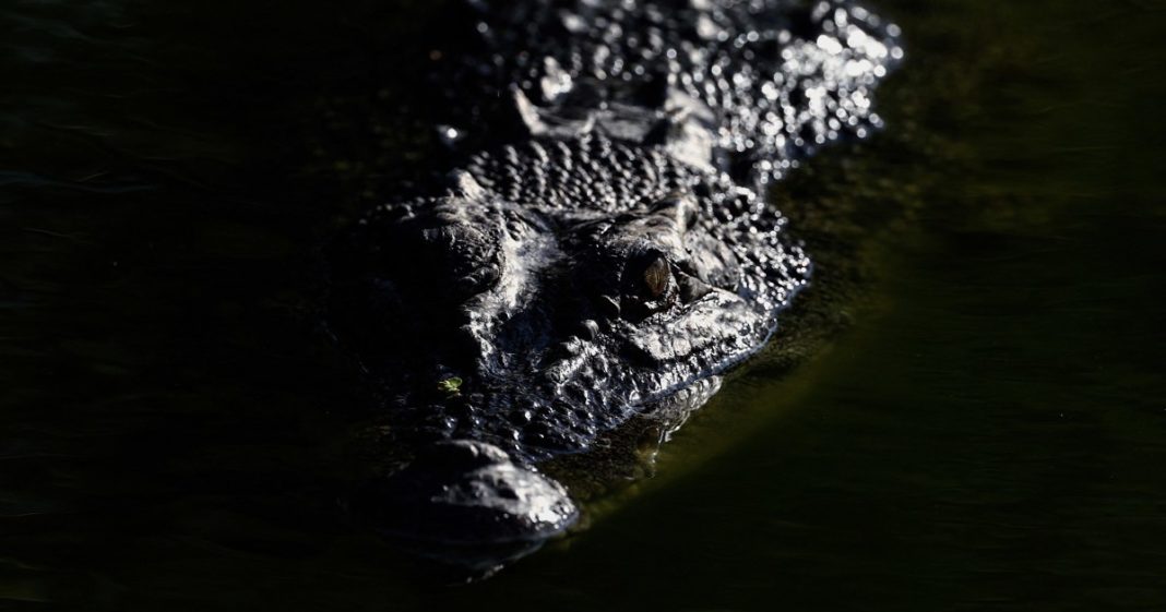 A community in Australia turned a crocodile from a threat into a feast