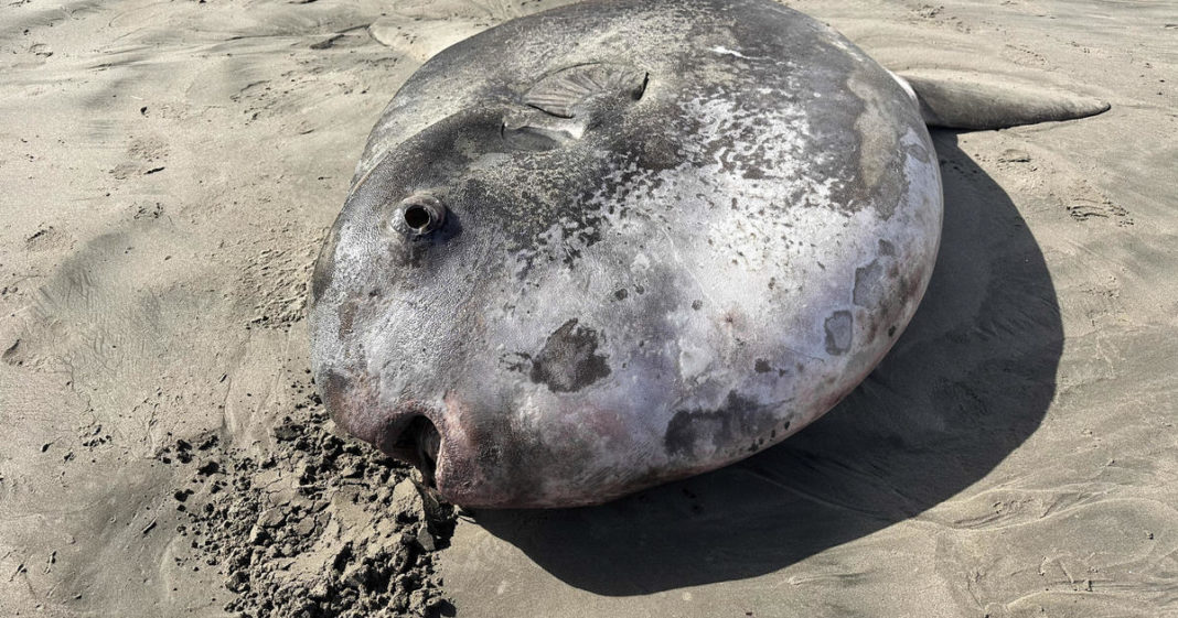 A weird 7-foot fish with a face 