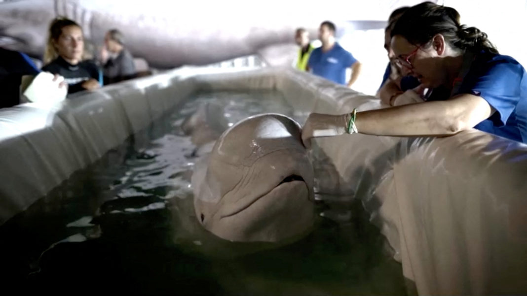 Beluga Whales Rescued From War-Torn Ukraine Find Safe Haven In Spain