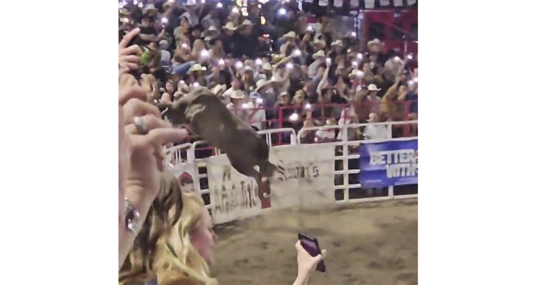 Bull hops fence at Oregon rodeo, injuring 3