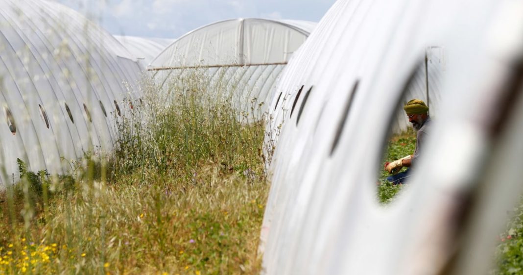 Death of Indian laborer highlights plight of farm workers in Italy