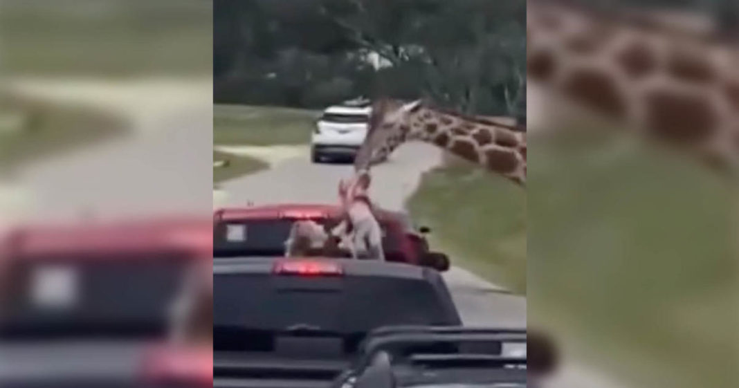 Drive-through wildlife center where giraffe grabbed toddler is changing their rules after viral incident