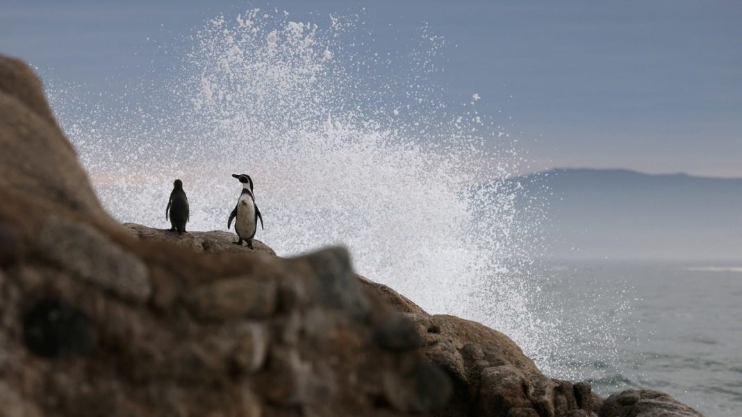 Plummeting Humboldt penguin population presents extinction risk