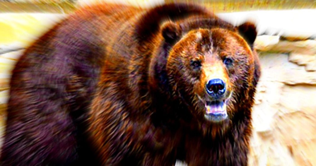 72-Year-Old Montana Man Is Attacked by Grizzly Bear While Picking Berries, Fights It off and Manages To Shoot It Dead | The Gateway Pundit | by Paul Serran