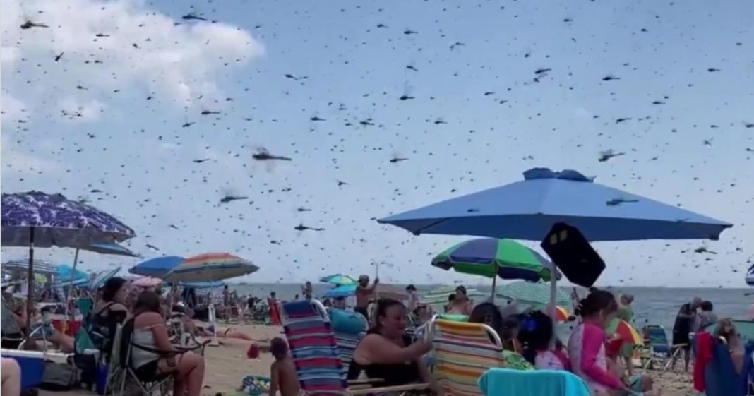 Video captured the moment a swarm of dragonflies invaded Misquamicut State Beach in Rhode Island on Saturday.