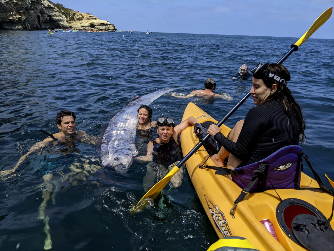 This image provided by The Scripps Institution of Oceanography shows a team of researchers and science-minded snorkelers working together to recover a dead oarfish from La Jolla Cove, California, on Saturday.