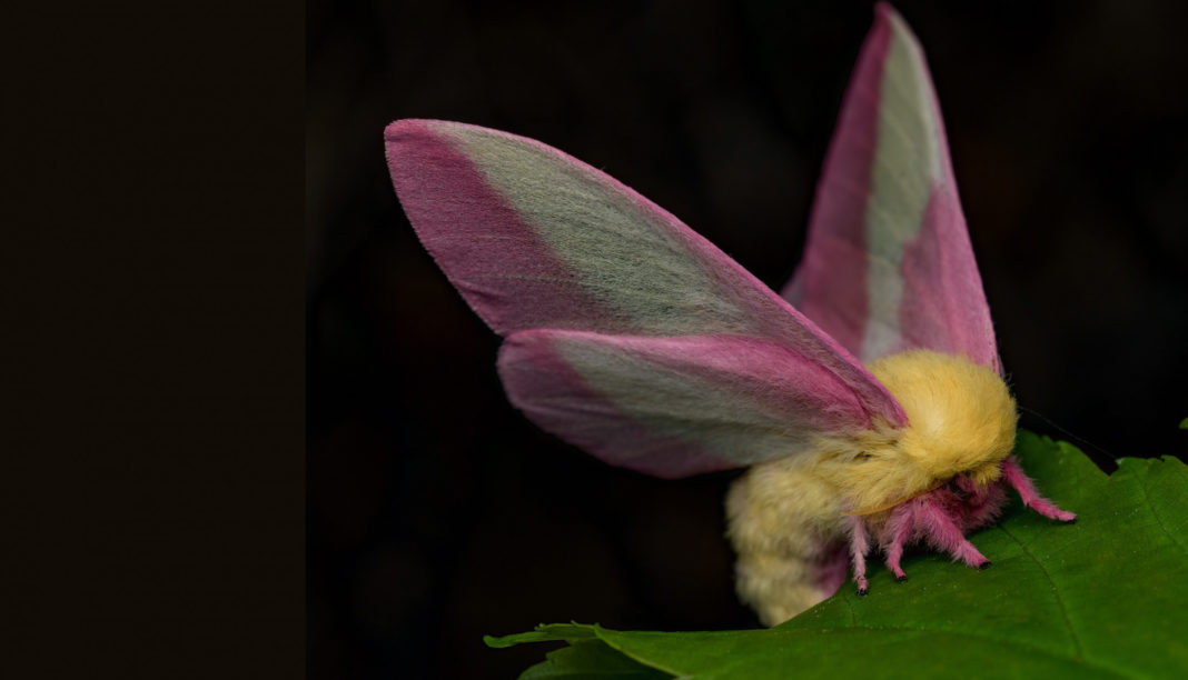 Moths may use disco gene to regulate day/night cycles