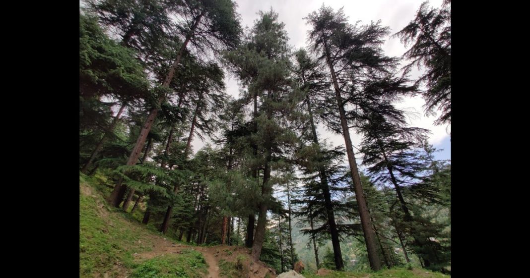 Dense Himalayan coniferous evergreen forests seen on June 6, 2023 at Bhadwerwah, India.