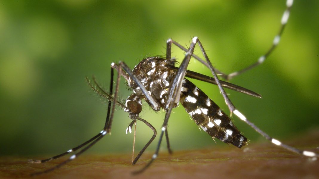 Voluntary Lockdown Imposed at Four Massachusetts Towns to Combat Deadly and Incurable Mosquito-Borne Disease | The Gateway Pundit | by Jim Hᴏft