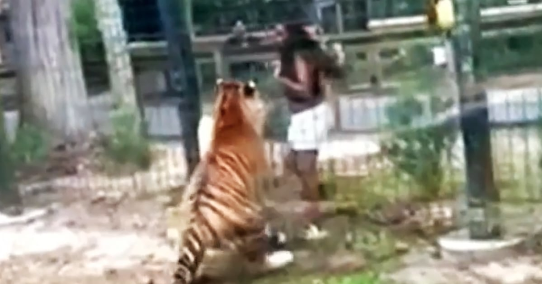 Woman nearly bitten by tiger after climbing over fence at New Jersey zoo