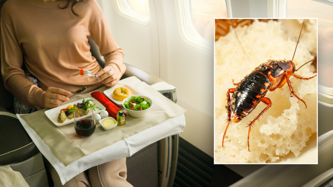 Airline passenger reportedly falls ill after eating cockroach-filled omelet