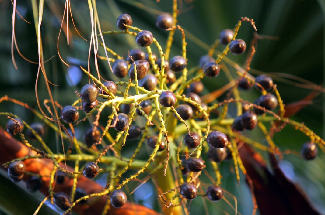 Birmingham violence, palmetto berries: Down in Alabama