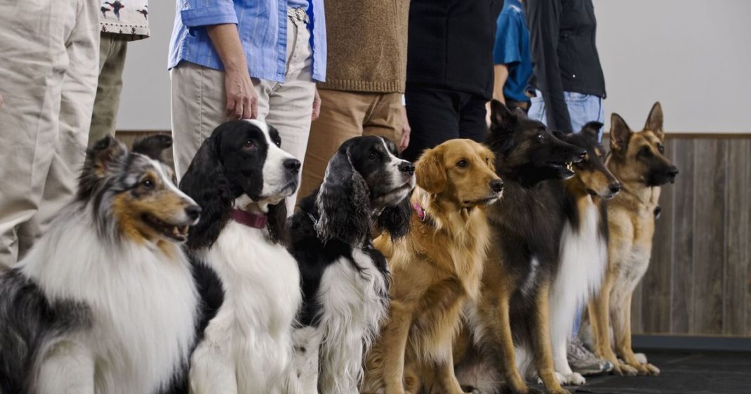 Dog trainer names three dog breeds that are the most 'challenging' to train