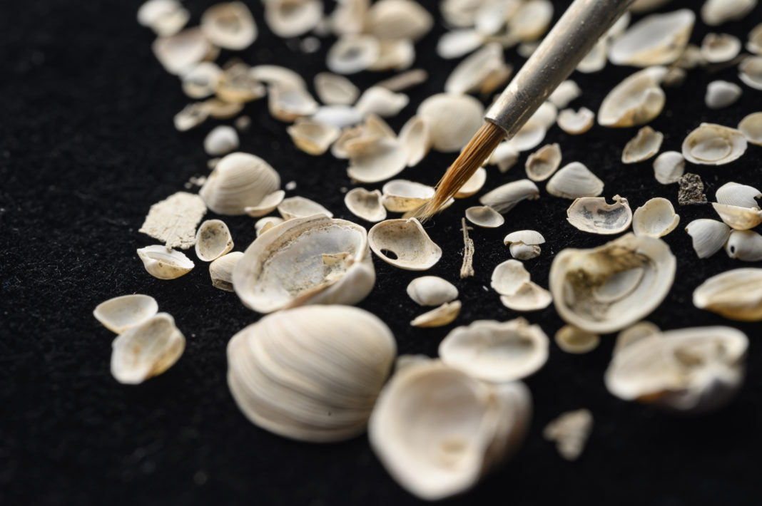 Fossils from the Adriatic Sea show a recent and worrying reversal of fortunes