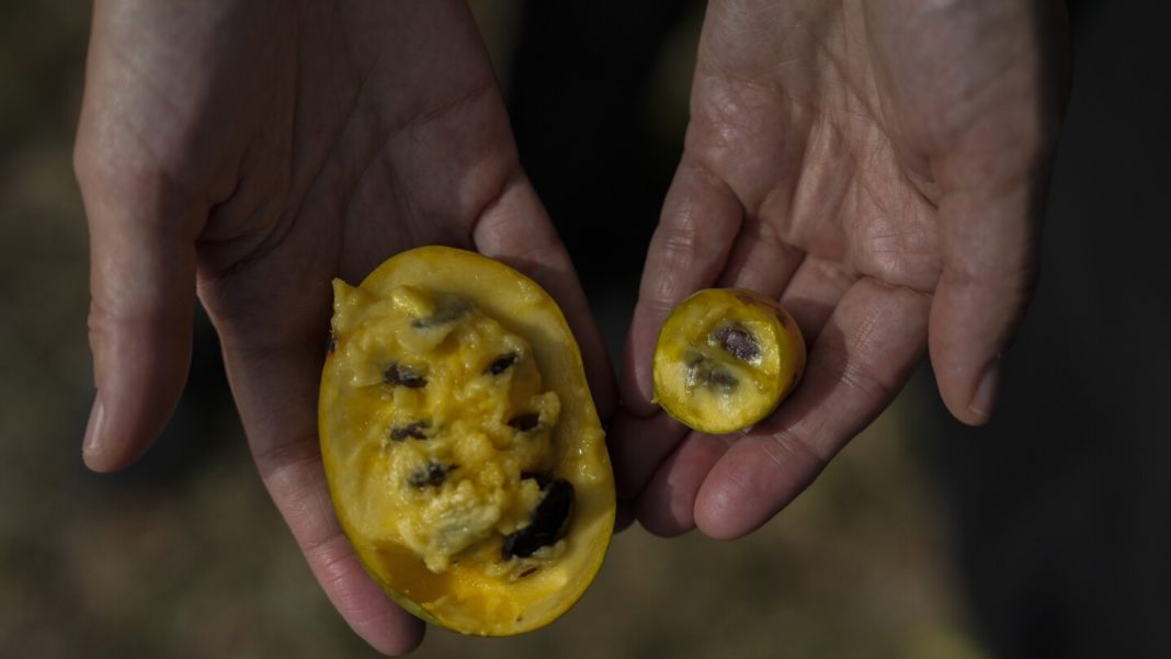 In Ohio, drought and shifting weather patterns affect North America's largest native fruit