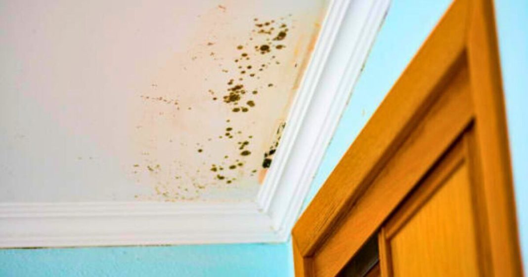 Keep mould out this autumn by adding one ‘effective’ item to your home 