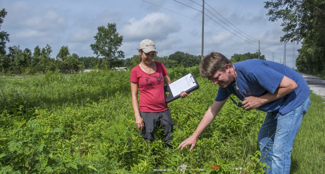 Maintaining an essential habitat: What’s good for pollinators is good for utility companies too