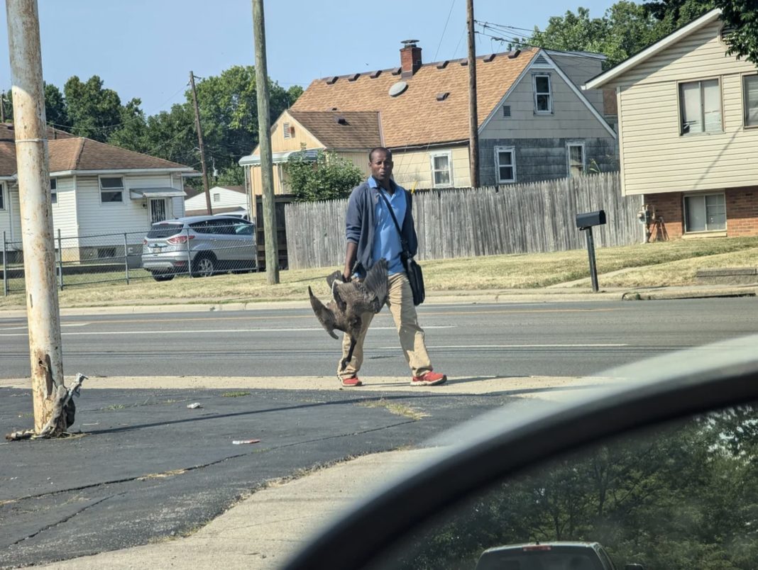 Ohio Resident Horrified After Spotting Missing Cat 'Hanging from a Branch, Being Carved Up for Food' by Haitian Migrants: Report | The Gateway Pundit | by Jim Hᴏft