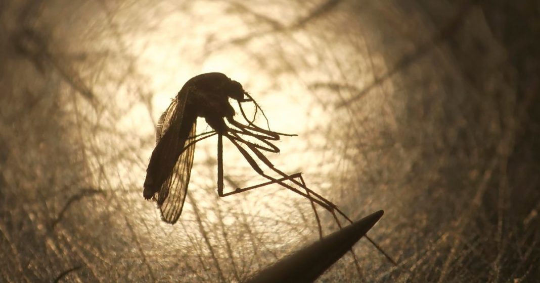 Salt Lake City Mosquito Abatement District biologist Nadja Reissen examines a mosquito in Salt Lake City on Aug. 26, 2019.