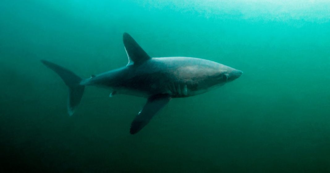 This Getty stock image shows a porbeagle shark in North Bretagne, France, Atlantic Ocean.