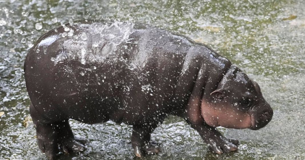 Thailand Pygmy Hippo