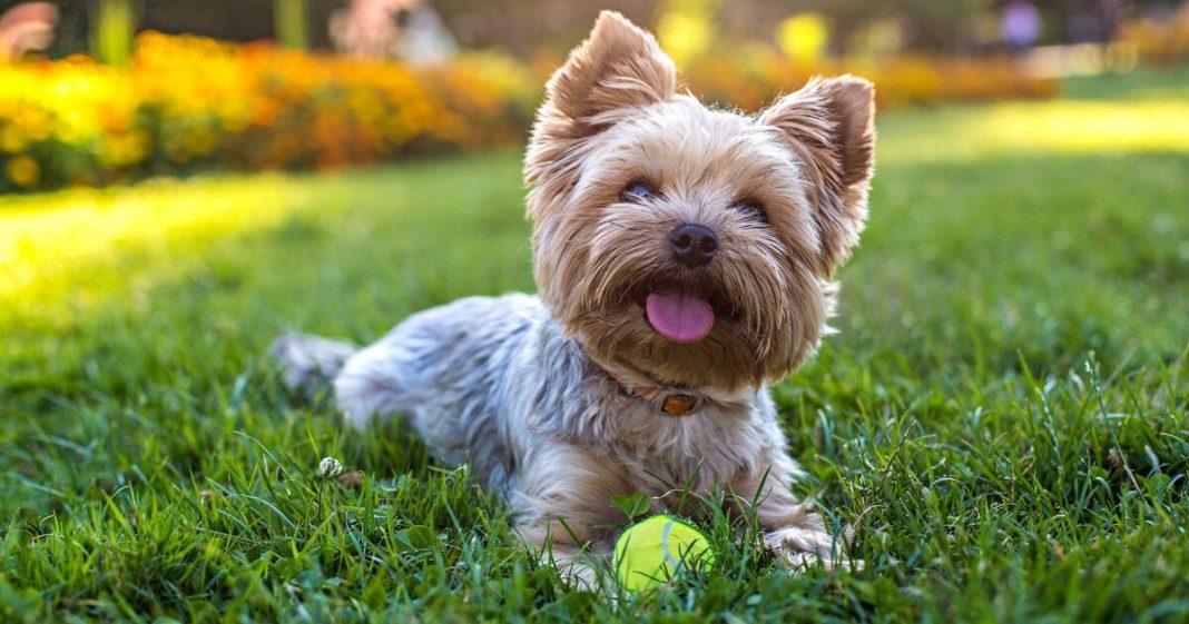 Dog trainer recommends 3 small dog breeds that are cuddly and easy to train 