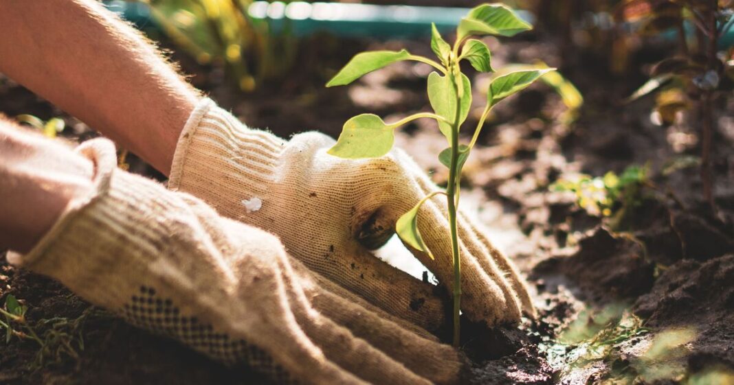 Expired drink mixed with water can blitz plant fungal diseases in these plants