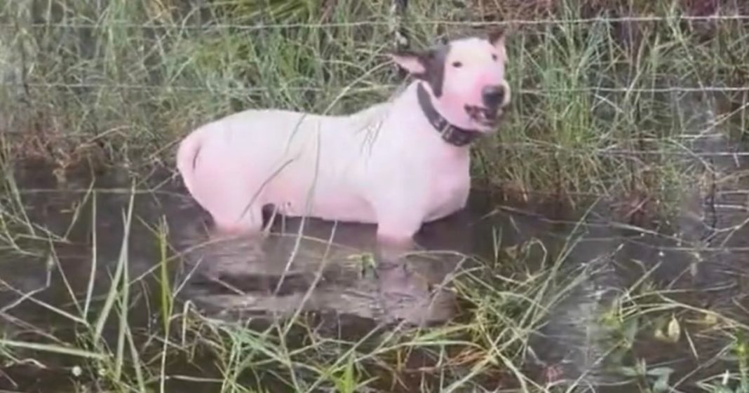 Florida State Trooper Rescues Dog Tied To Pole Ahead Of Milton, DeSantis Responds * 100PercentFedUp.com * by Danielle