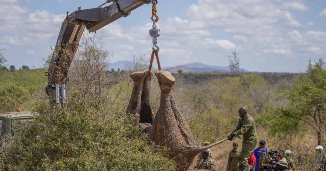 Kenya Elephants Relocation