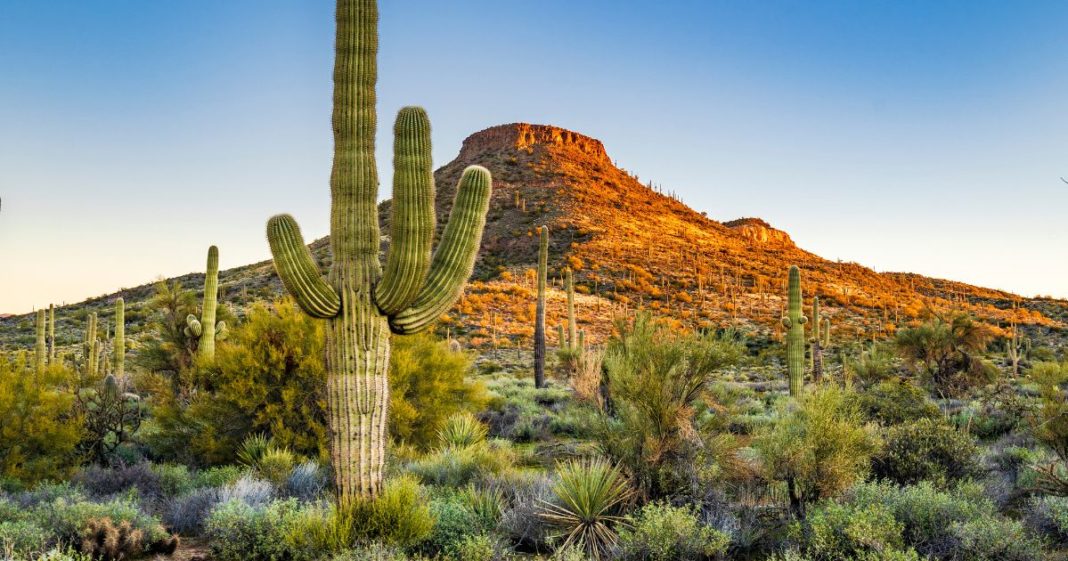 The image shows a large saguaro cactus in a typical Sonoran desert scene in Arizona.