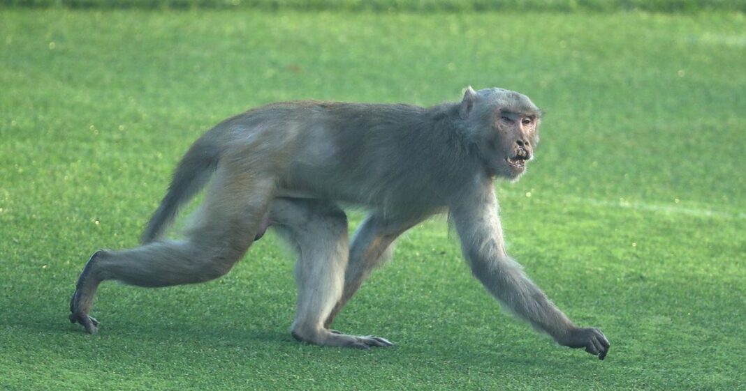 A monkey is pictured in New Delhi, India, on March 8, 2018.