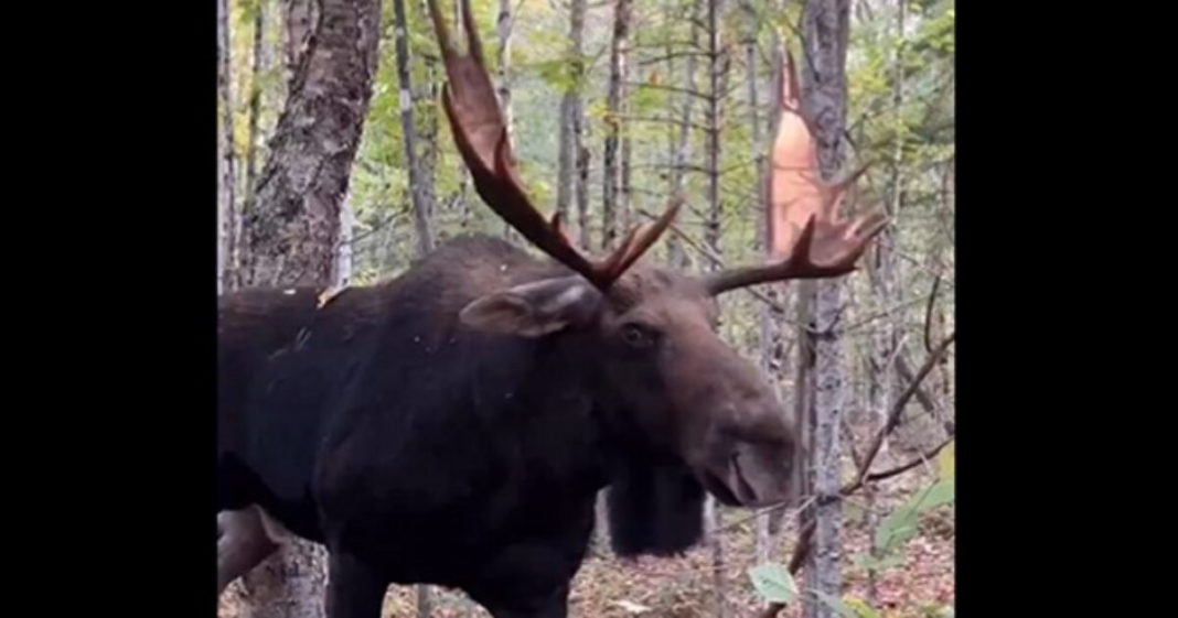 Man's Encounter With Massive Bull Moose Goes Viral: 'That’s Close Enough Bud' (VIDEO) | The Gateway Pundit | by Mike LaChance