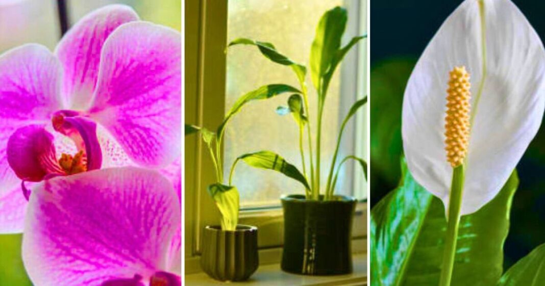 Peace lilies and orchids will bloom brilliantly when fed 3 natural items