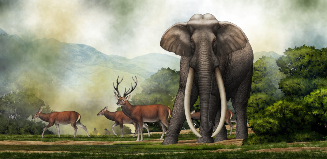 Rare fossils of extinct elephant document the earliest known instance of butchery in India