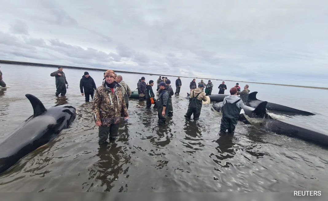 Rescuers Save 4 Stranded Killer Whales In Russia's Kamchatka: Report