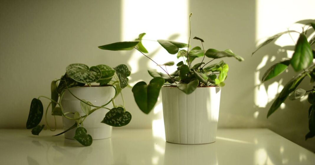 Three easy houseplants people can care for even if they are 'bad with plants'